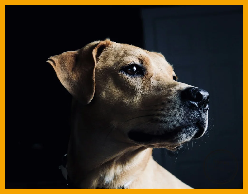 Hond die loyaal en alert opkijkt