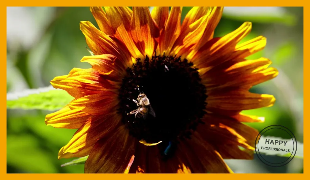 Een honingbij op het hart van een zonnebloem