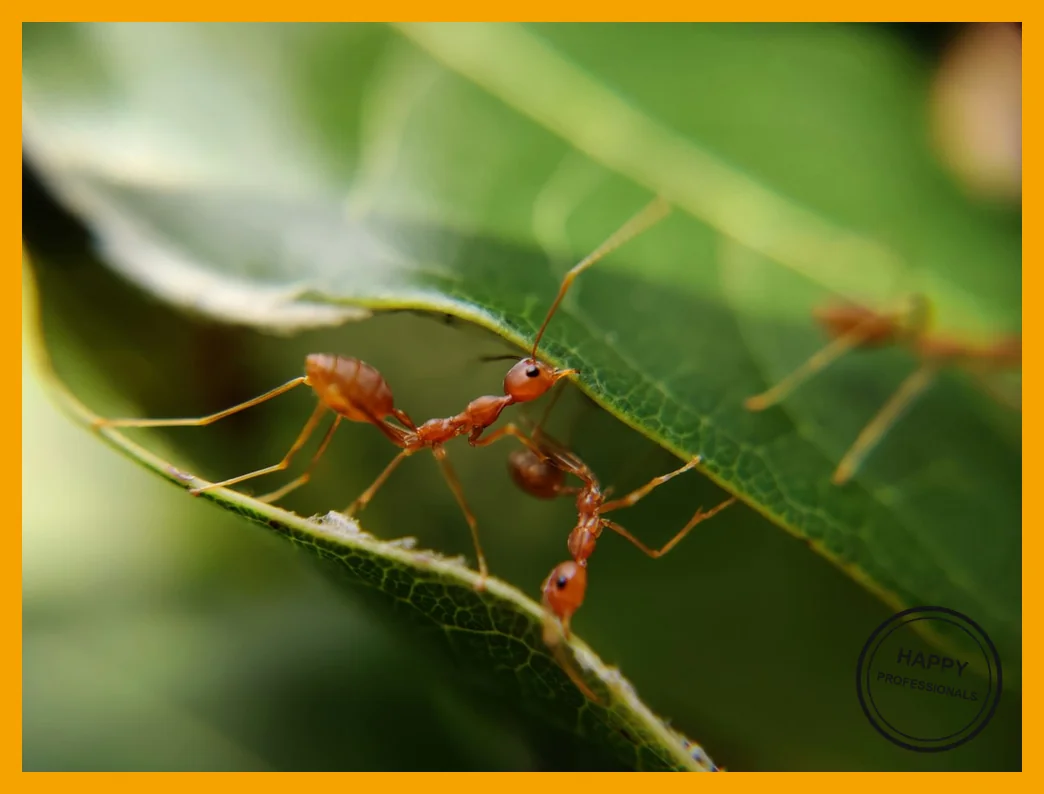 Twee mieren die samen over een blad lopen