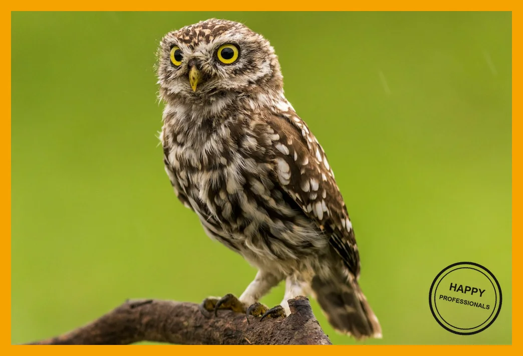 Kleine uil die alert om zich heen kijkt